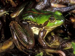 2005 Prints: Tocantins River Pseudid Frog