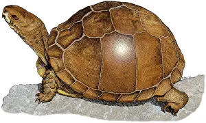 Turtle Prints: Three Toed Box Turtle