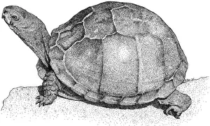 Turtle Prints: Three Toed Box Turtle
