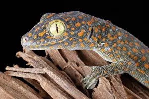 Tokay Gecko
