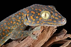 Squamate Prints: Tokay Gecko