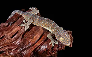 Squamate Prints: Tokay Gecko