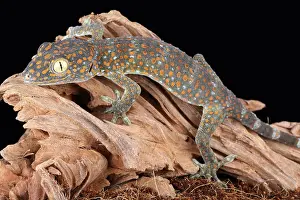 Lizard Prints: Tokay Gecko