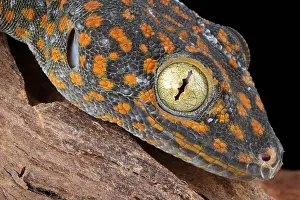 Lizard Prints: Tokay Gecko
