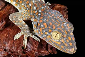 Lizard Prints: Tokay Gecko