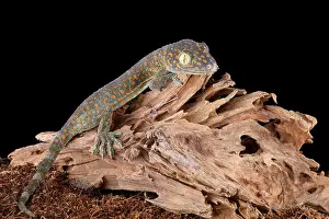 Lizard Prints: Tokay Gecko