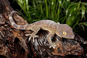 Tokay Prints: Tokay Gecko (Gekko gecko)