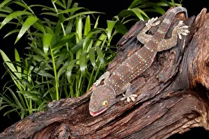Many Science & Medical Prints: Tokay Gecko (Gekko gecko)