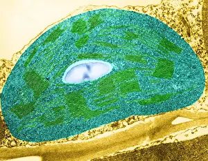 Tomato Prints: Tomato Chloroplast, TEM