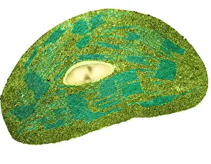 Tomato Prints: Tomato Chloroplast, TEM