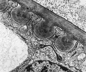 Tomato Prints: Tomato Chloroplast (TEM)