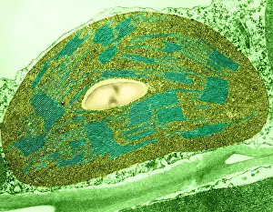 Tomato Prints: Tomato Chloroplast, TEM