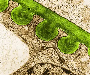 Tomato Prints: Tomato Chloroplast, TEM