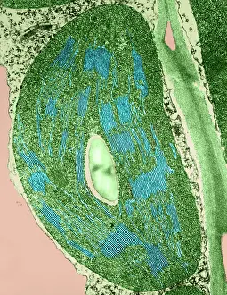 Tomato Chloroplast, TEM