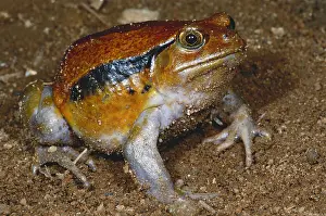 Rain Prints: Tomato Frog