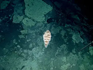 Earth Prints: Tongue fish in Hydrothermal Area