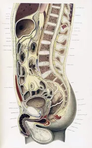 Crosssection Prints: Topographisch-anatomischer, Braune, 1872