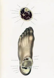 Crosssection Prints: Topographisch-anatomischer, Braune, 1872