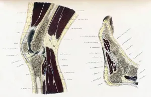 Crosssection Prints: Topographisch-anatomischer, Braune, 1872