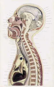 Crosssection Prints: Topographisch-anatomischer, Braune, 1872