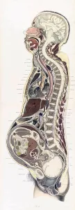 Crosssection Prints: Topographisch-anatomischer, Braune, 1872