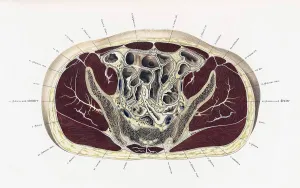 Crosssection Prints: Topographisch-anatomischer, Braune, 1872