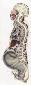 Reproductive Prints: Topographisch-anatomischer, Braune, 1872