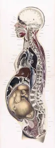 Reproductive Prints: Topographisch-anatomischer, Braune, 1872