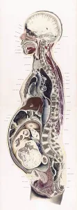 Reproductive Prints: Topographisch-anatomischer, Braune, 1872