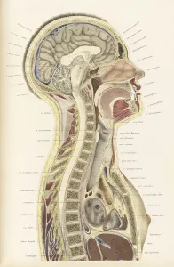 Cross Prints: Topographisch-anatomischer, Braune, 1872