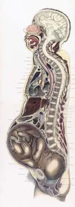 Reproductive Prints: Topographisch-anatomischer, Braune, 1872