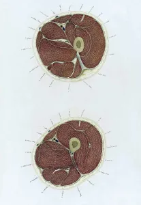 Cross Prints: Topographisch-anatomischer, Braune, 1872