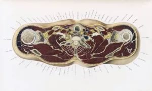 Atlas Prints: Topographisch-anatomischer, Braune, 1872