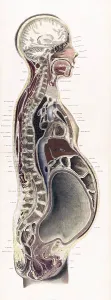 Reproductive Prints: Topographisch-anatomischer, Braune, 1872
