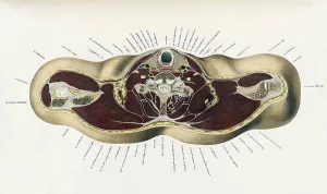 Book Prints: Topographisch-anatomischer, Braune, 1872