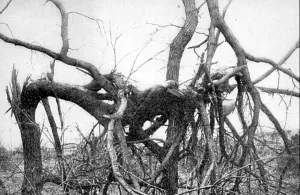 Killed Prints: Tornado Victim, 1913