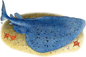 Electrical Prints: Torpedo Ray