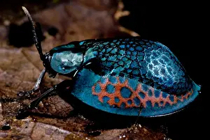 Beetle Prints: Tortoise beetle