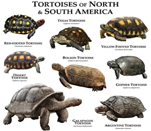 Reptiles Prints: Tortoises of North & South America