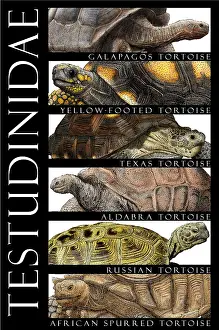 Tortoises Prints: Tortoises, Poster