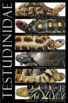 Star Prints: Tortoises, Poster