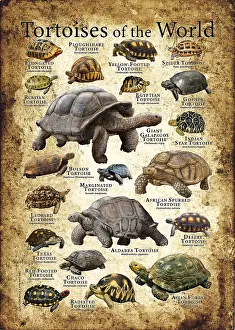 Maps Prints: Tortoises of the World