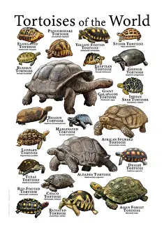 Poster Prints: Tortoises of the World