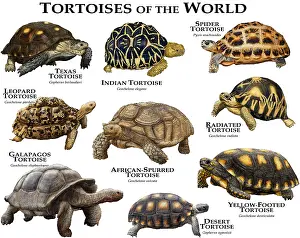 Poster Prints: Tortoises of the World