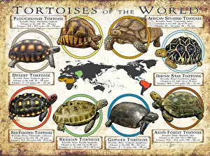 Star Prints: Tortoises of the World