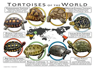 Star Prints: Tortoises of the World