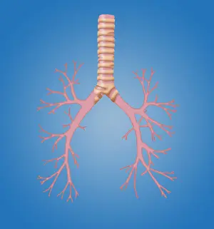 Tubes Prints: Trachea and Bronchi
