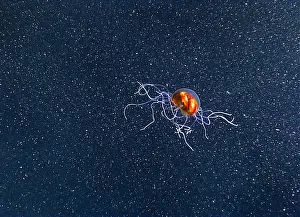Floor Prints: Trachymedusae, Deep Sea Jellyfish
