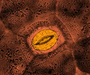 Pore Prints: Tradescantia sp. Stomata, light micrograph