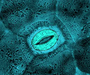 December Prints: Tradescantia sp. Stomata, light micrograph